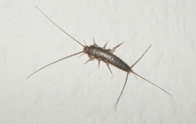  Come allontanare i PESCIOLINI D'ARGENTO dai Mobili e dalla cucina! 