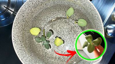  Basta qualche Foglia di SALVIA e profuma tutta la Cucina 
