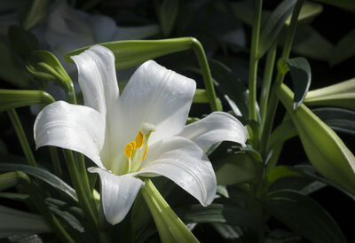  Fiori Di Pasqua: quali piantare e Come curarli in primavera - LEITV 