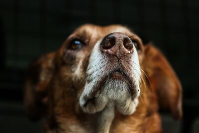  Perché i nasi dei cani sono bagnati?
