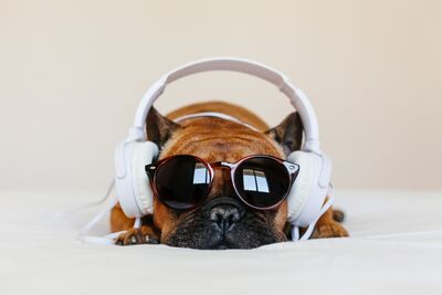  Ai cani Piace la musica?