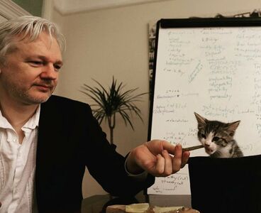 Che Fine ha fatto il gatto di Julian Assange? 