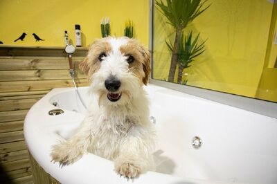  Bologna Dog Centre: le terme per i Cani In cerca di relax 