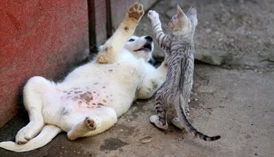  Principali calcoli nei Cani e Gatti: tipi e cristalli 
