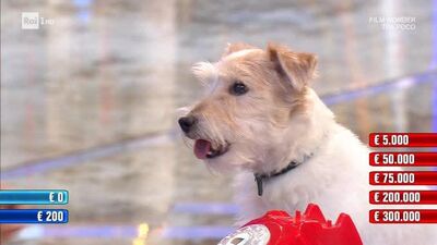  Di quale razza è Gennarino, il nuovo concorrente a quattro zampe che ruba la scena a Stefano De Martino? Il mistero del cucciolo di Affari Tuoi che ha conquistato Rai1 | Domanipress 