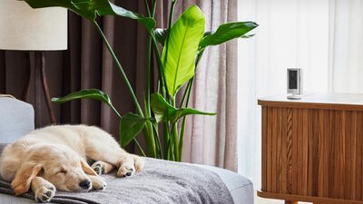  Tutti i Ring in promo Amazon: videocitofoni, videocamere smart e allarmi a partire da 24,99, sconri reali fino al 70% 