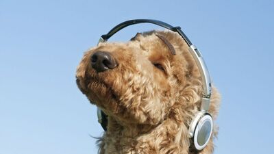 Spotify: la musica che piace a Cani e Gatti 
