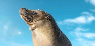  Un cucciolo di Leone Marino in Cerca di casa: il nuovo documentario Disney+ 