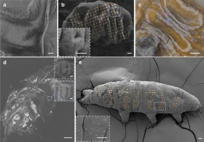  Nuove frontiere nella nanotecnologia: Tatuaggi sui tardigradi 