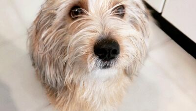  Il mio cane è scomparso da Instagram: 'Non ha l'età minima per stare sul social' 