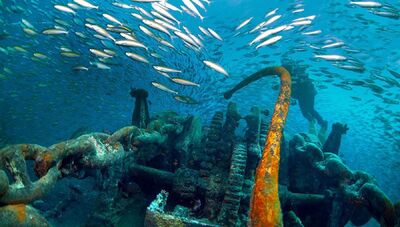 La vita marina prospera sui relitti della Guerra Mondiale, nonostante l’inquinamento 