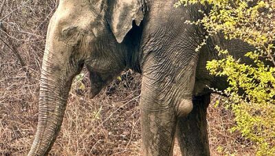 Pigro come un elefante: le strategie a Risparmio Energetico per procurarsi cibo 