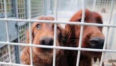  Tutela degli animali: introdotta nella Costituzione, ma non è sufficiente 