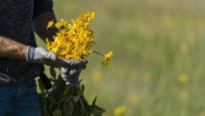  Dall’arnica al rosmarino: le piante aromatiche a rischio 