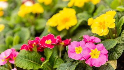  La coltivazione e la cura della primula per una magnifica fioritura 