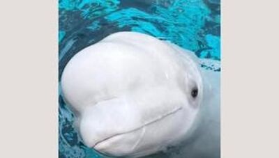  30 beluga rischiano la morte ma il Canada vieta il trasferimento 