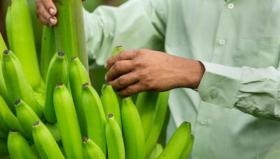  La banana tech che non annerisce è tra le migliori invenzioni del 2025 dal Time 