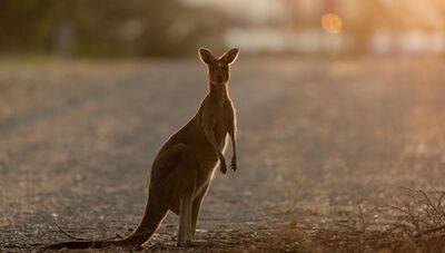  Stop alla caccia ai canguri: in Australia partono gli appelli dopo gli incendi 