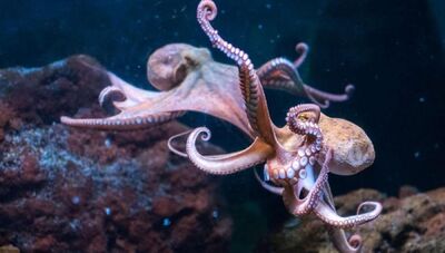 La Tunisia vieta la pesca del polpo. “Scarsità preoccupante” 