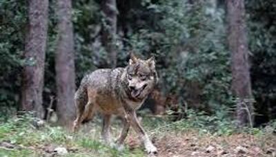  In Italia ogni giorno muore un lupo. Nel 60% dei casi la colpa è dell’uomo 