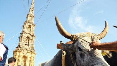  A Mirabella Eclano buoi «costretti» A tirare obelisco per la Festa: animalisti diffidano il sindaco 