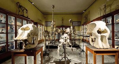  Nelle stanze delle meraviglie: il nuovo Museo di Storiografia naturalistica a Parma 