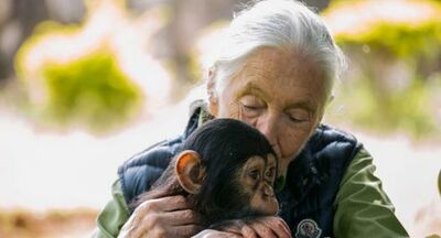  Morta Jane Goodall, la pioniera che amava e capì gli scimpanzé 