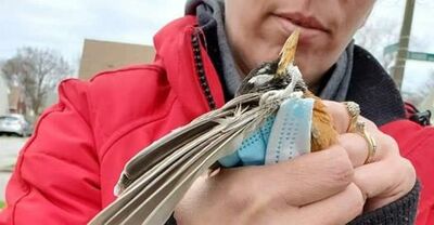  Inquinamento da coronavirus, l’immagine simbolo: l’uccellino soffocato da una mascherina 