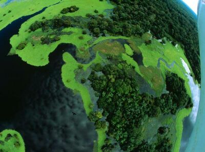  Wwf: «Un milione Di specie A Rischio estinzione. Il Pianeta è in bilico. Sos Foresta Amazzonica» 